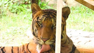 Gwalior Zoo  Tigercub in table shade  Zoo [upl. by Onitselec]