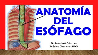 🥇 Anatomía del ESÓFAGO Fácil y Rápida [upl. by Annwahs]