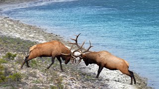 Huge Elk Bulls Epic Fight For the Toughest Elk Rut Territory [upl. by Gad200]