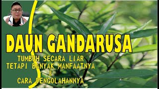 KHASIAT DAUN GANDARUSA UNTUK KESEHATAN TANAMAN LIAR TETAPI BANYAK MANFAATNYA amp CARA PENGOLAHANNYA [upl. by Ahseile]