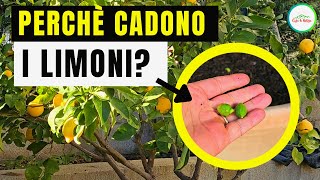 Perchè i Limoni Cadono Cause e Rimedi [upl. by Mozes]