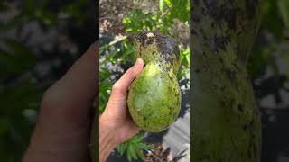 Soursop Tree Ripe ✅ fruit harvest asmr [upl. by Gniw]