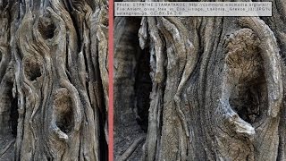 20 Bonsai Deadwood Carving  A Beginners Guide  Bonsai Technique Series [upl. by Gabbie349]