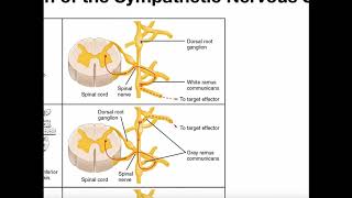 Structure of Sympathetic Nervous System Pathways [upl. by Llerref]