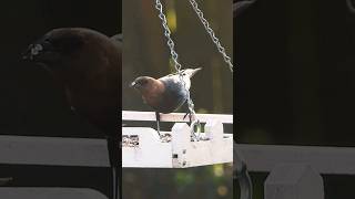 Cowbird on the feeder [upl. by Cozmo]