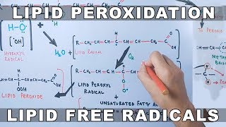 Mechanism of Lipid Peroxidation [upl. by Eednarb]