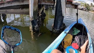 My own pet triggerfish Redfish snapper and more kayak fishing docks on Sanibel Island [upl. by Nalrah586]