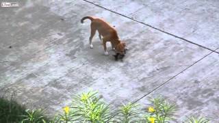 Family cat saves dog from coyotes [upl. by Thaddus]