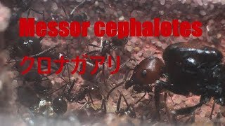 ありさんの記録＃92（狩）Messor cephalotes（クロナガアリ） [upl. by Edholm]