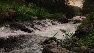 Relaxing river sounds Mountain Stream Forest River sound Waterfall Sounds for Sleep and healing [upl. by Airrehs183]