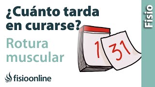 ⏱Cuánto tarda en curarse una ROTURA DE FIBRAS o rotura muscular 💪🏻 [upl. by Hovey]