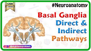 Basal ganglia Direct and indirect pathways  Usmle Neuroanatomy Animations [upl. by Acessej507]