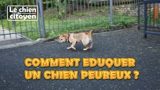 COMMENT EDUQUER UN CHIEN PEUREUX  la peur du chienpartie1 [upl. by Forrer922]