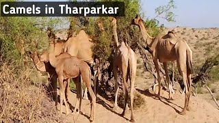 Camels in Tharparkar Desert  What Camel eats animals in Thar Vibheshan Meghwar [upl. by Iris373]