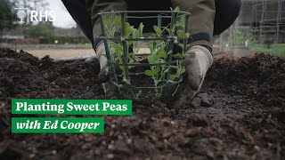 Growing sweet peas  The RHS [upl. by Leirza]