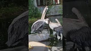 Pelicans AT the pond shorts [upl. by Gilly]