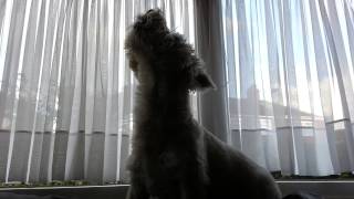 Westie dog singing  howling to the phone [upl. by Zoha826]