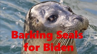 Barking Seals for Biden [upl. by Ellinej]