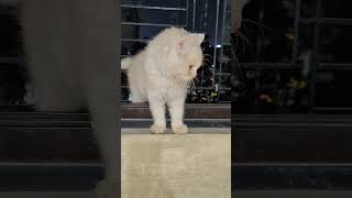 Tale dance shortsfeed dance funnycomedy shortvideo shorts cat 4k catlover cute shortvideo [upl. by Ab]