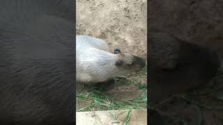 Capybara The Chillest Animal On Earth Capybara [upl. by Merari197]