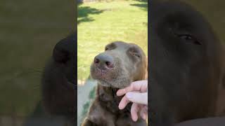 I wanna ask you a serious question there dog funnyvideo [upl. by Yulma]