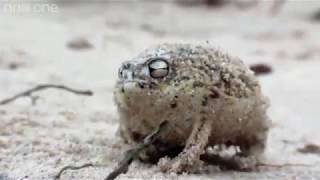 A Very Angry Jäger Frog [upl. by Herates]