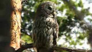 Great Grey Owl  Lappuggla  Strix nebulosa [upl. by Womack]