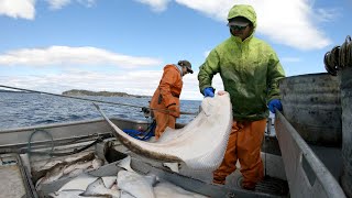 Setting and Hauling Halibut Longline  Alaska Commercial Fishing [upl. by Jerrome800]