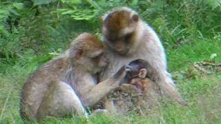 Barbary Macaques [upl. by Walliw690]