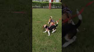 Beagle Vs Beagle  Dogs Socialising funny dog short dog pets funny funnyshorts [upl. by Marysa]