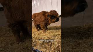 Thieves in the barn minicow babyanimals farm highlandcattle babycows [upl. by Leonsis]