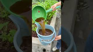 Soybean meal fertilize garden gardening vegetables agriculture rurallife plantingtips [upl. by Anohs513]