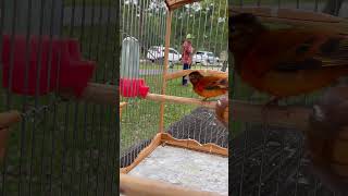 Red siskin singing  Cardenalito venezuela cantando  Carduelis  Red hooded Siskin  Spinus f1 mix [upl. by Eniamurt]