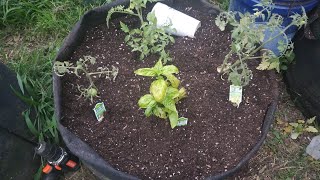 IntercroppingTomatoesBasil in the big garden using a grow bag [upl. by Selrahc968]