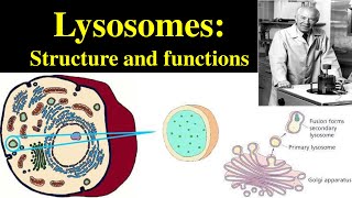 Lysosomes  Structure and Functions of lysosomes  Polymorphism in lysosomes  Primary lysosomes [upl. by Bernhard]