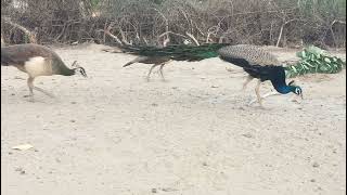 Amazing Peacock and Peahen [upl. by Rachele]