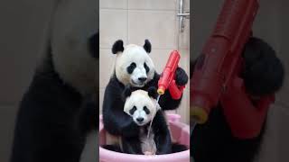 panda pandalife pandahehua lovepets pandahumor pandapet [upl. by Aney]