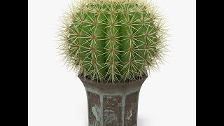 Cactus Tree Repotting  Bangla ক্যাকটাস গাছ [upl. by Perice221]