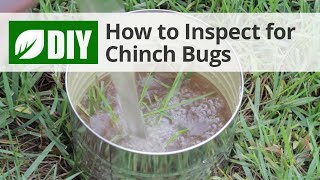 How to Inspect for Chinch Bug Damage  DoMyOwncom [upl. by Cheke]