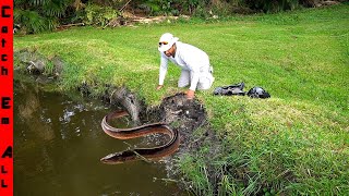 GROUP of INVASIVE FISH WALKED on DRY LAND to DESTROY MY POND [upl. by Wind]