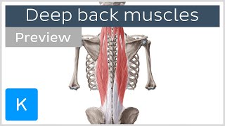 Deep muscles of the back attachments innervation and functions preview  Human Anatomy  Kenhub [upl. by Acenahs]