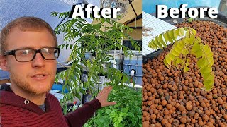 Growing Curry leaf plant and Minari in aquaponics [upl. by Loralyn]