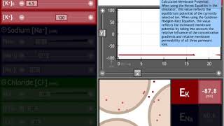 Simulador de potenciales de equilibrio y de reposo ecuaciones de Nernst y GoldmanHodgkinKatz [upl. by Niwle]