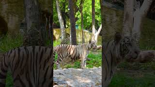 Biggest White Tiger WildlifePhotography [upl. by Martella]