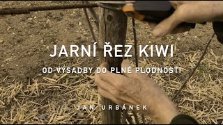 Jarní řez KIWI aktinidia  od výsadby do plné plodnosti [upl. by Hoo]