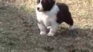 Border Collie Puppies  Ready to Run [upl. by Anaek]