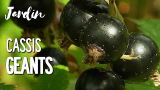 BAIES DE FRUITS GÉANTS AU JARDIN POTAGER EN PERMACULTURE  LE MACRO CASSIS [upl. by Thin235]