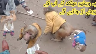 🐒bandar Ke video bandar ki funny mazahiya video bandar ki mazahiya video🐒 [upl. by Vitalis]