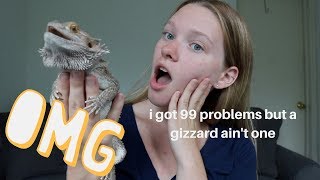 COMMON NEW BEARDED DRAGON PROBLEMS  SOLUTIONS [upl. by Ardnoid]