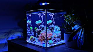 10 Gallon Nano Reef Tank Shorts [upl. by Ahsiet600]